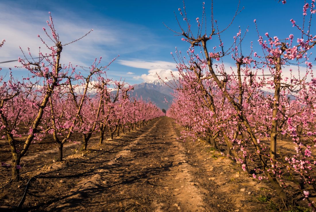 Orchard in bloom